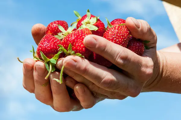 Aardbeien in palmen — Stockfoto