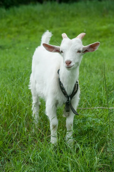 Weiße Ziege — Stockfoto