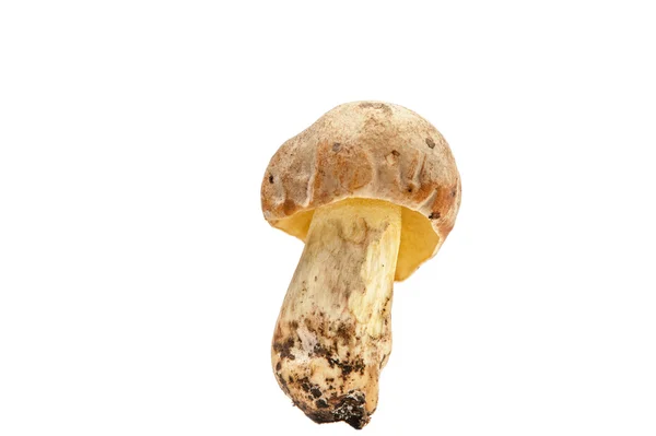 Brown cap mushroom. — Stock Photo, Image