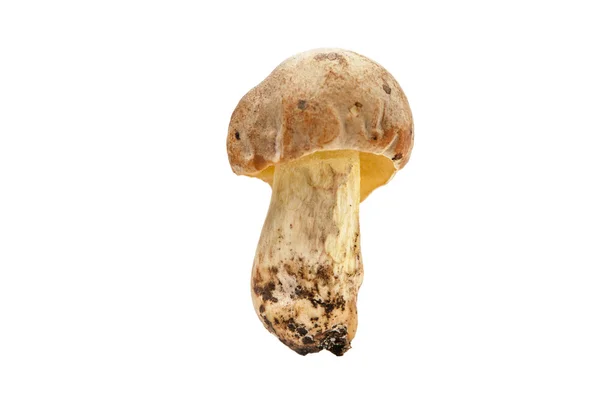 Brown cap mushroom. — Stock Photo, Image
