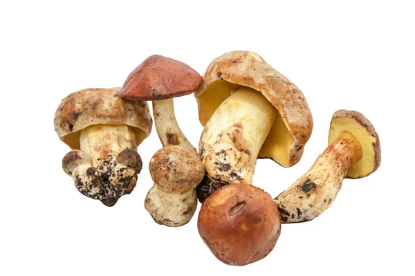 Mushrooms — Stock Photo, Image