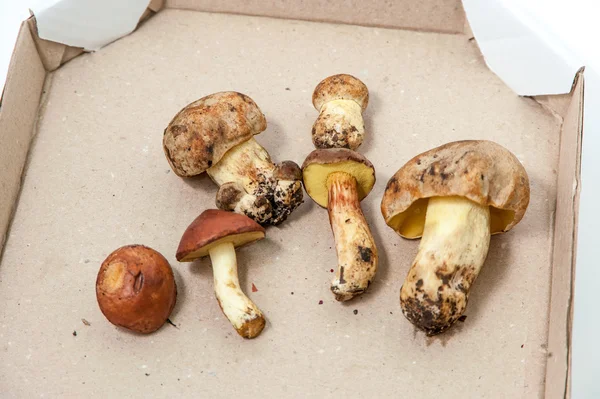Mushrooms in the box — Stock Photo, Image