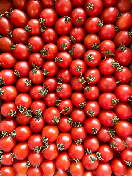 Petites Tomates Rouges Biologiques Fraîchement Mûres Branche Verte Fond Vue — Photo