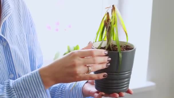Manos Mujer Sosteniendo Planta Interior Seca Levantando Hojas Palma Verde — Vídeos de Stock