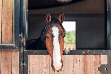 frontal view portrait of a beautiful horse head with a blaze of spotted brown and white young paint looking forward to camera