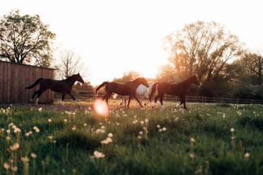 Atlar gün batımında tarlada dört nala koşuyor.