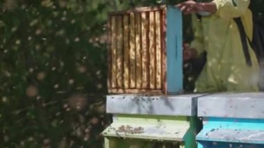 beekeeper at work in beehive field - bees flying around - honeycomb at apiary - apiculture and honey production