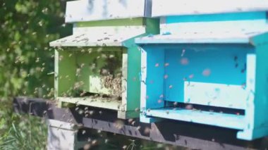 beekeeper at work in beehive field - bees flying around - honeycomb at apiary - apiculture and honey production