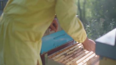 beekeeper at work in beehive field - bees flying around - honeycomb at apiary - apiculture and honey production