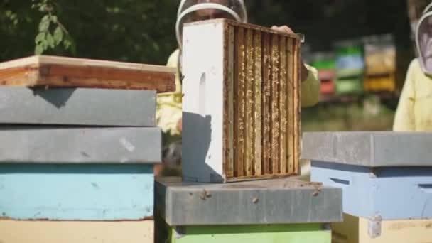 Beekeeper Work Beehive Field Bees Flying Honeycomb Apiary Apiculture Honey — Vídeo de stock