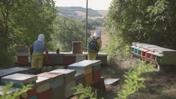 Beekeepers Working Bee Hives Fieldwork Honey Production — Stock video