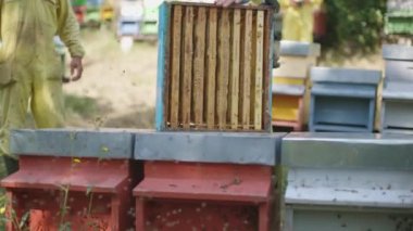 beekeepers working on bee hives - fieldwork of honey production