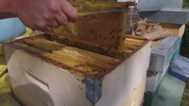 Beekeeper Extracting Checking Honeycomb Bee Hive — Stock Video