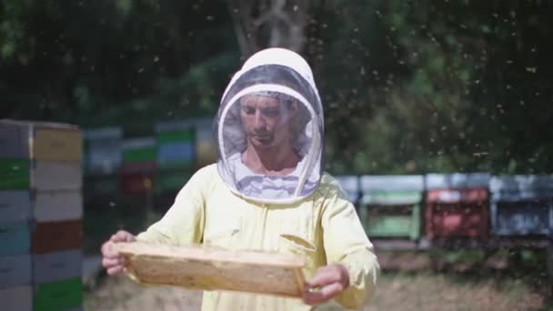 Beekeeper Extracting Checking Honeycomb Bee Hive — Stock video