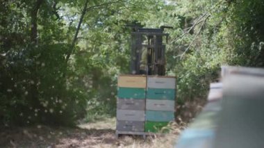 transporting the hives on the forklift for transport to the factory