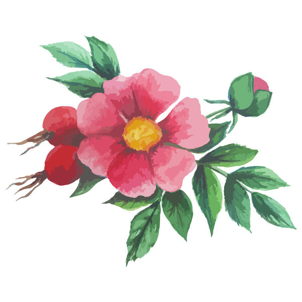 Watercolor seamless pattern with wild rose