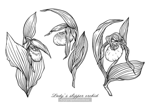 Orquídea de la zapatilla Ladys — Vector de stock