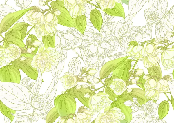 Jasmine modello senza soluzione di continuità, sfondo. Illustrazione vettoriale. In stile botanico Isolato — Vettoriale Stock