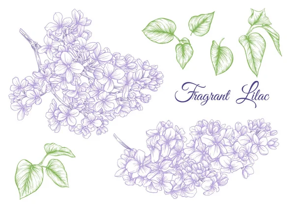 Orgonavirág készlet botanikai klasszikus rajz. Vektorillusztráció — Stock Vector
