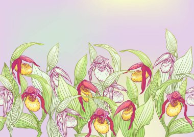 Hanımların terlik orkidesi, Cypripeoideae, kusursuz desen, arka plan. 