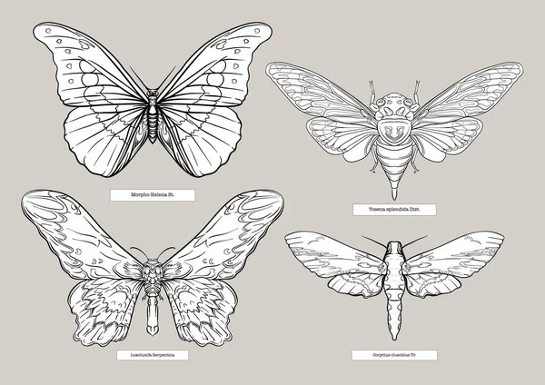 Bir grup böcek: böcekler, kelebekler, güveler, yusufçuklar. — Stok Vektör