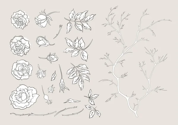 Rosas flores en las ramas. Millefleurs diseño floral de moda — Vector de stock