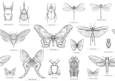 Set of insects: beetles, butterflies, moths, dragonflies. clipart