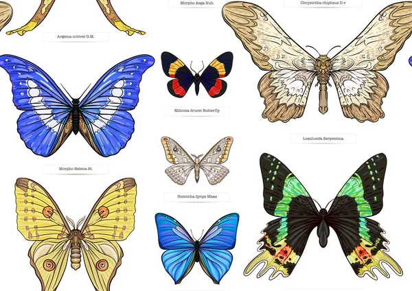 Set of insects: beetles, butterflies, moths, dragonflies. — Stockvector