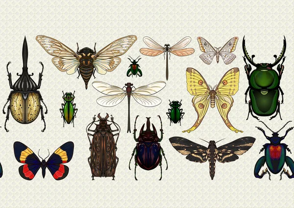 Conjunto de insetos: besouros, borboletas, mariposas, libélulas. —  Vetores de Stock