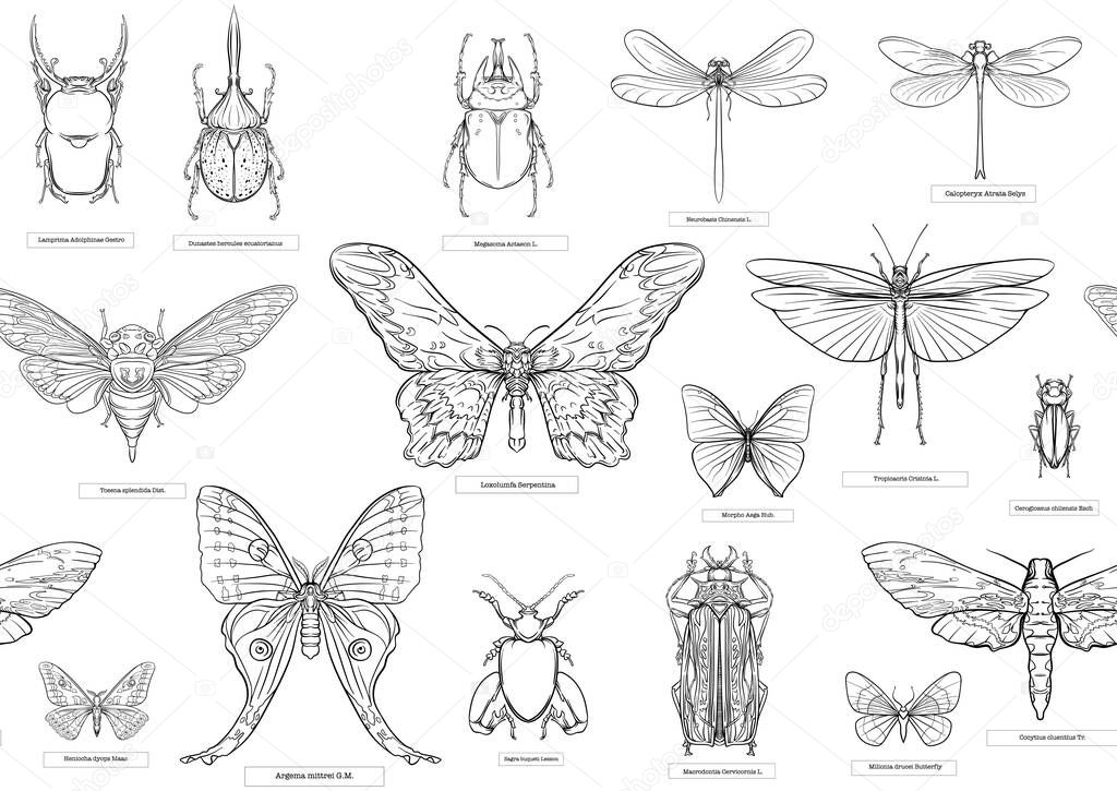 Set of insects: beetles, butterflies, moths, dragonflies.