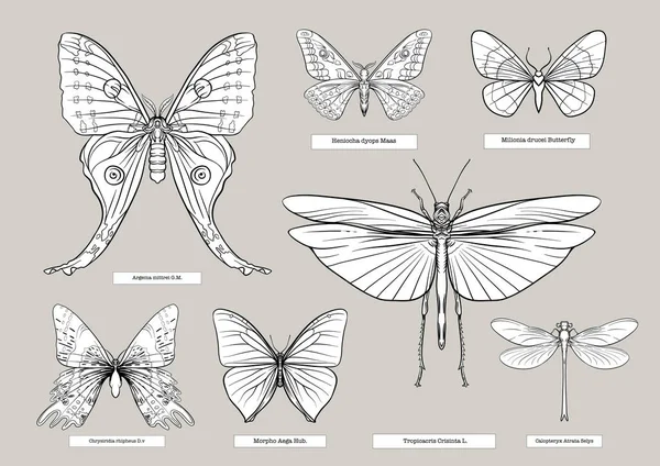 Set Insects Beetles Butterflies Moths Dragonflies Etymologists Set Clip Art — Stockvector