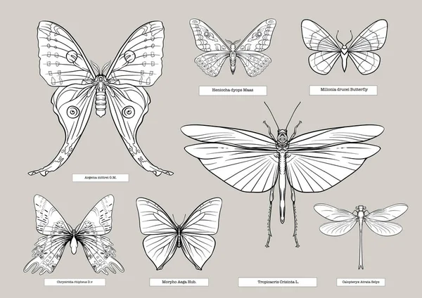 Conjunto Insetos Besouros Borboletas Mariposas Libélulas Etimologistas Prontos Clipe Arte —  Vetores de Stock