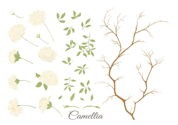 Camellia Blossom Tree Clip Art Set Elements Design Vector Illustration — Stock vektor
