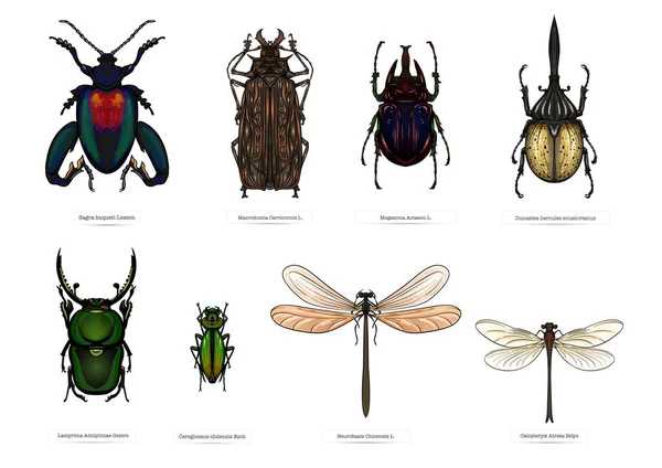 Set Insects Beetles Butterflies Moths Dragonflies Etymologists Set Clip Art — Stockvector