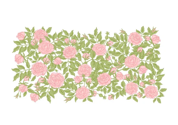 玫瑰在树枝上绽放 剪贴画 一组用于设计矢量图解的元素 植物学风格 以白色背景为背景 — 图库矢量图片