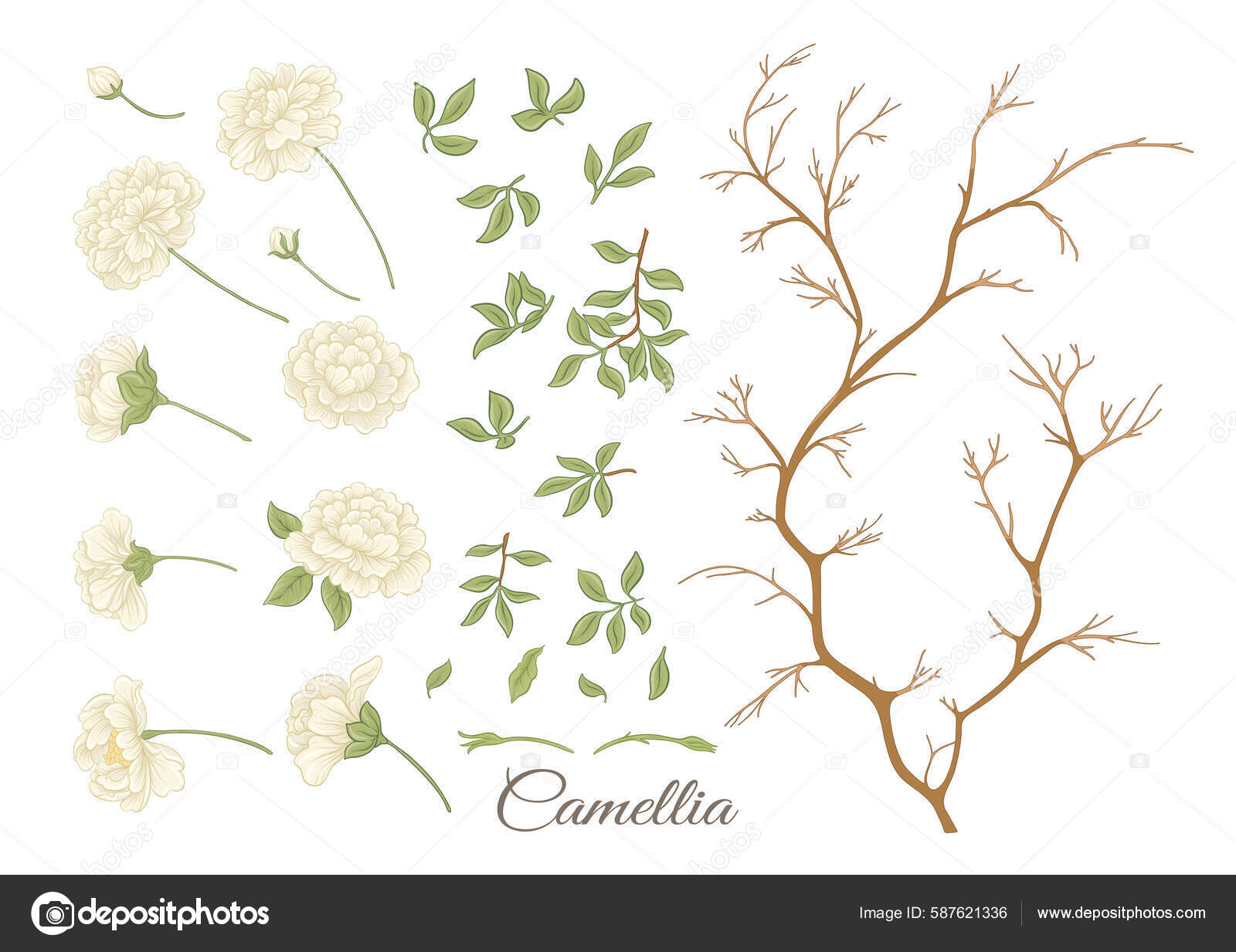 茶花花树剪贴艺术一套元素用于设计矢量图解植物学风格以白色背景为背景图库矢量图©ElenaBesedina 587621336, image size:1600x1233