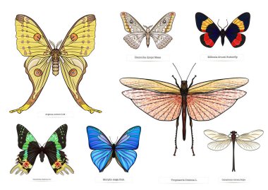 Böcekler: böcekler, kelebekler, güveler, yusufçuklar. Etimologlar hazır. Clip sanatı, tasarım Vektörü illüstrasyonu için elementler kümesi.