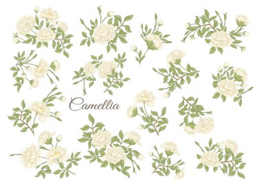Kamelya çiçeği ağacı yonga sanatı, Vektör tasarımı için elementler kümesi. Beyaz arkaplanda izole edilmiş botanik tarzda.