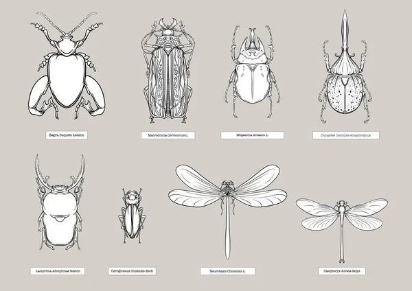 Set Insetti Coleotteri Farfalle Falene Libellule Set Etimologi Clip Art — Vettoriale Stock