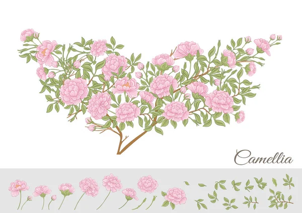 Camellia Blossom Tree Clip Art Set Elements Design Vector Illustration — Stockový vektor