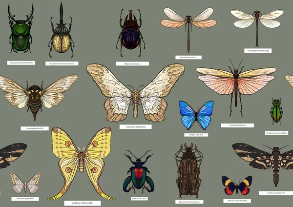 Zestaw Owadów Chrząszcze Motyle Ćmy Ważki Etymolodzy Gotowi Płynny Wzór — Wektor stockowy
