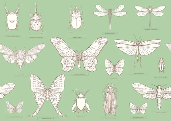 昆虫のセット カブトムシ 蛾やトンボ 語源学者が設定した シームレスなパターン 概要ベクターイラスト — ストックベクタ