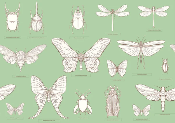 Conjunto Insetos Besouros Borboletas Mariposas Libélulas Etimologistas Prontos Padrão Sem —  Vetores de Stock