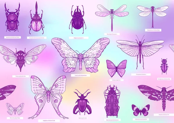 Set Insects Beetles Butterflies Moths Dragonflies Etymologists Set Seamless Pattern — Image vectorielle