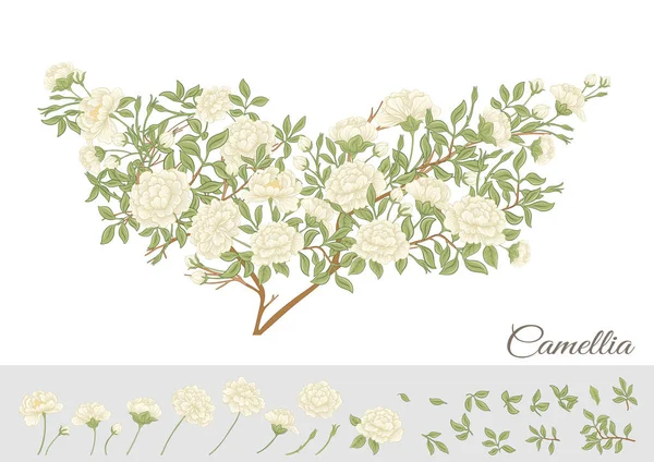 Camellia Blossom Tree Clip Art Set Elements Design Vector Illustration — Archivo Imágenes Vectoriales