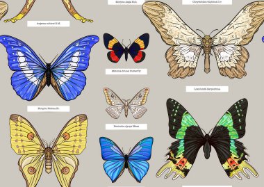 Böcekler: böcekler, kelebekler, güveler, yusufçuklar. Etimologlar hazır. Kusursuz desen, arka plan. Vektör çizimi. Gerçekçi bir tarzda..