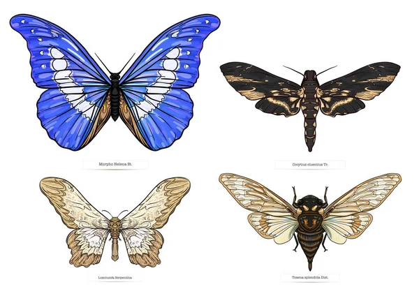 Set Insects Beetles Butterflies Moths Dragonflies Etymologists Set Clip Art — Stockvector