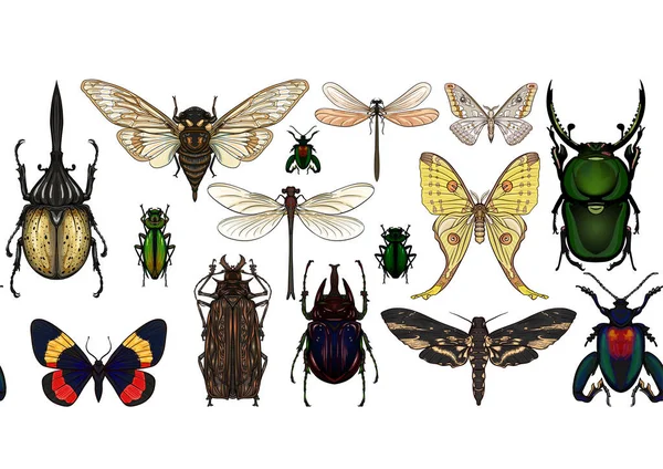 Set Insects Beetles Butterflies Moths Dragonflies Etymologists Set Seamless Pattern — Image vectorielle