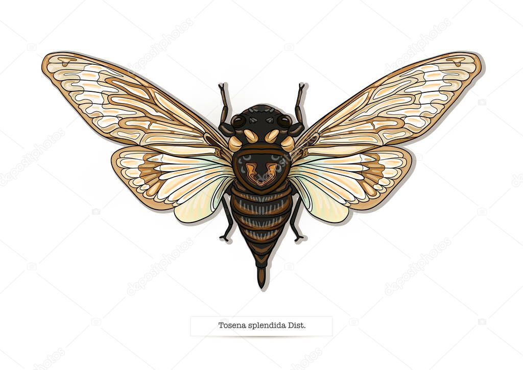 Set of insects: beetles, butterflies, moths, dragonflies. Etymologists set. Clip art, set of elements for design Vector illustration.