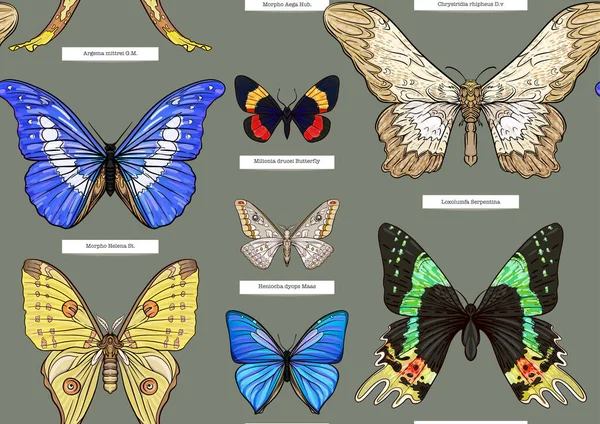 Zestaw Owadów Chrząszcze Motyle Ćmy Ważki Etymolodzy Gotowi Płynny Wzór — Wektor stockowy